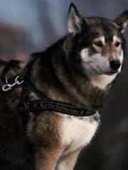 Reborn as the Belove