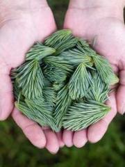 My Amazing Female Te