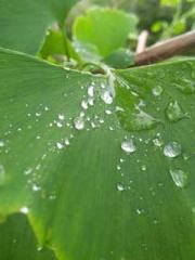 A Wifeapos;s Plea fo