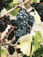 Cultivating My Empre