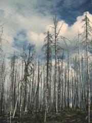 Super husband Lin Xi