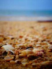 Retired War God Yang